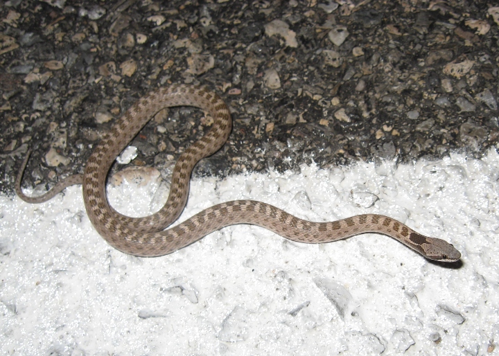 Desert Night Snake